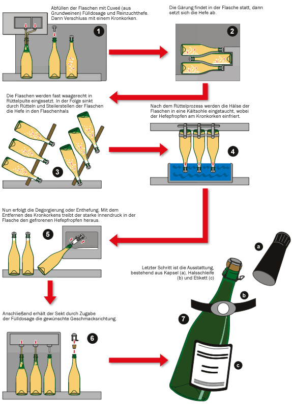 Minh họa các bước chính trong phương pháp Méthode Champenoise sản xuất rượu Champagne