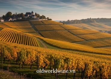 Giải Mã Bí Ẩn Vang Jura: Từ Chardonnay Thanh Lịch Đến Vin Jaune Độc Đáo – Cẩm Nang Khám Phám 'Viên Ngọc Ẩn' Của Pháp