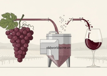 Rượu vang: Cánh Cửa Mở Ra Thế Giới Tinh Hoa – Cẩm Nang Chuyên Sâu từ Lily Trần (WSET Level 3)