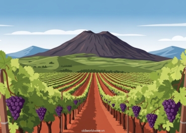 Rượu Vang Basilicata: Khám Phá Năng Lượng Núi Lửa & Sức Mạnh Aglianico Từ Chuyên Gia WSET Lily Trần