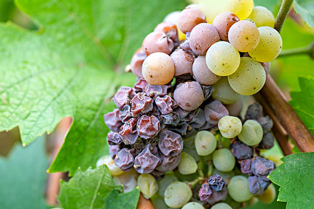 Những trái nho bị ảnh hưởng bởi nấm mốc quý phái Botrytis Cinerea, nguyên liệu cho rượu vang ngọt Beerenauslese và TBA của Áo