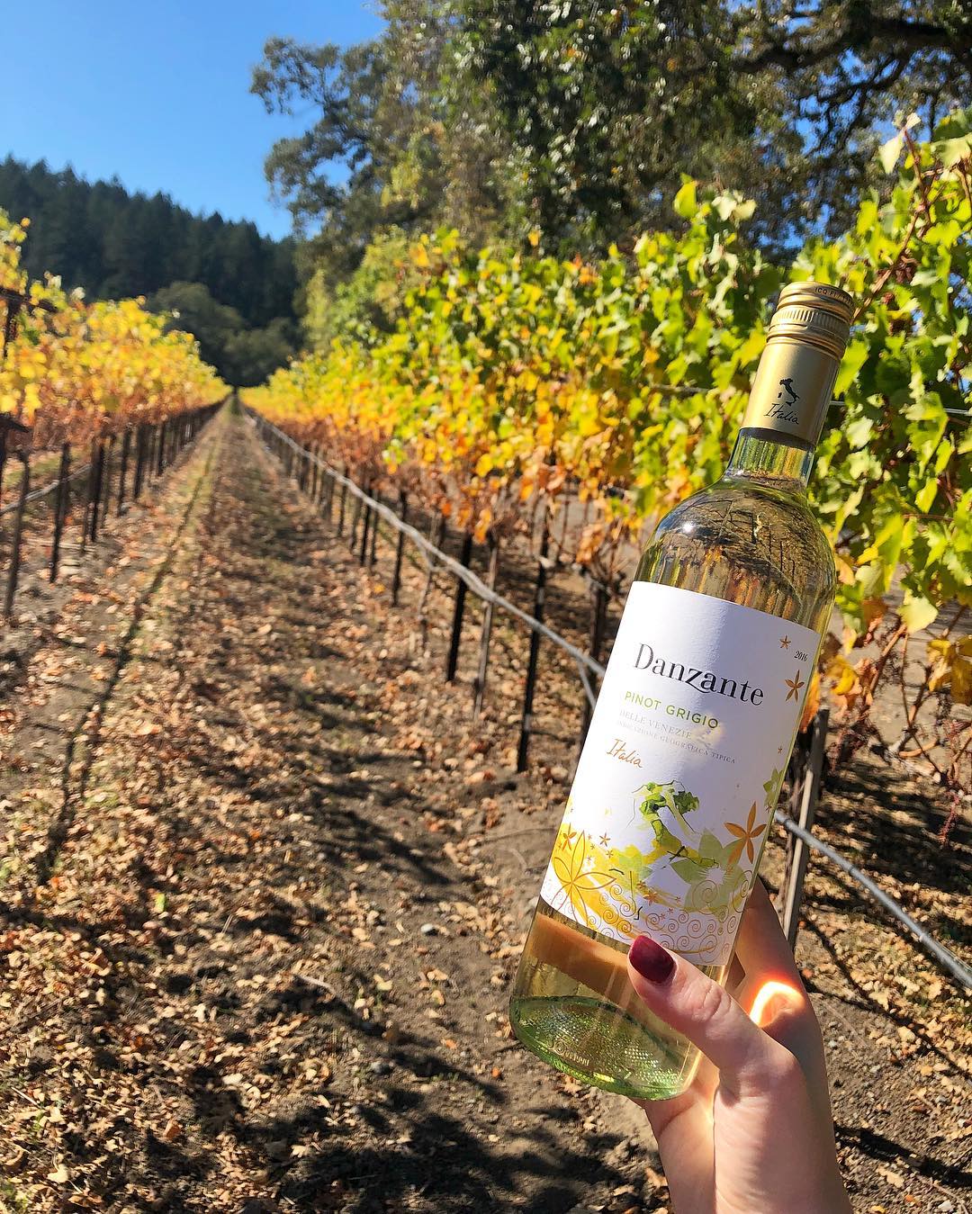 Rượu vang Danzante Pinot Grigio