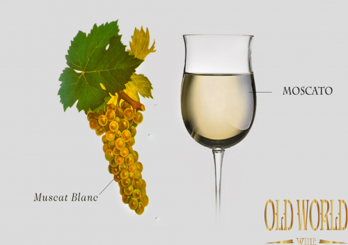 Tìm hiểu về rượu vang Moscato