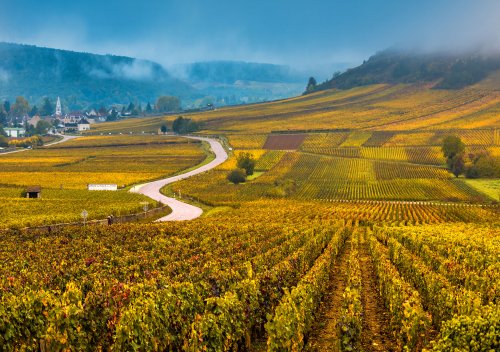 Rượu vang Burgundy là gì? Hướng dẫn đơn giản về rượu vang Burgundy