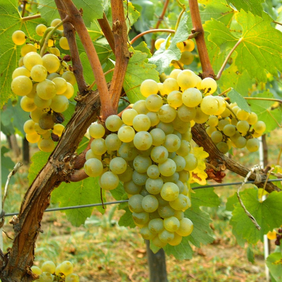 Chardonay loại nho quan trọng nhất để làm ra rượu vang trắng