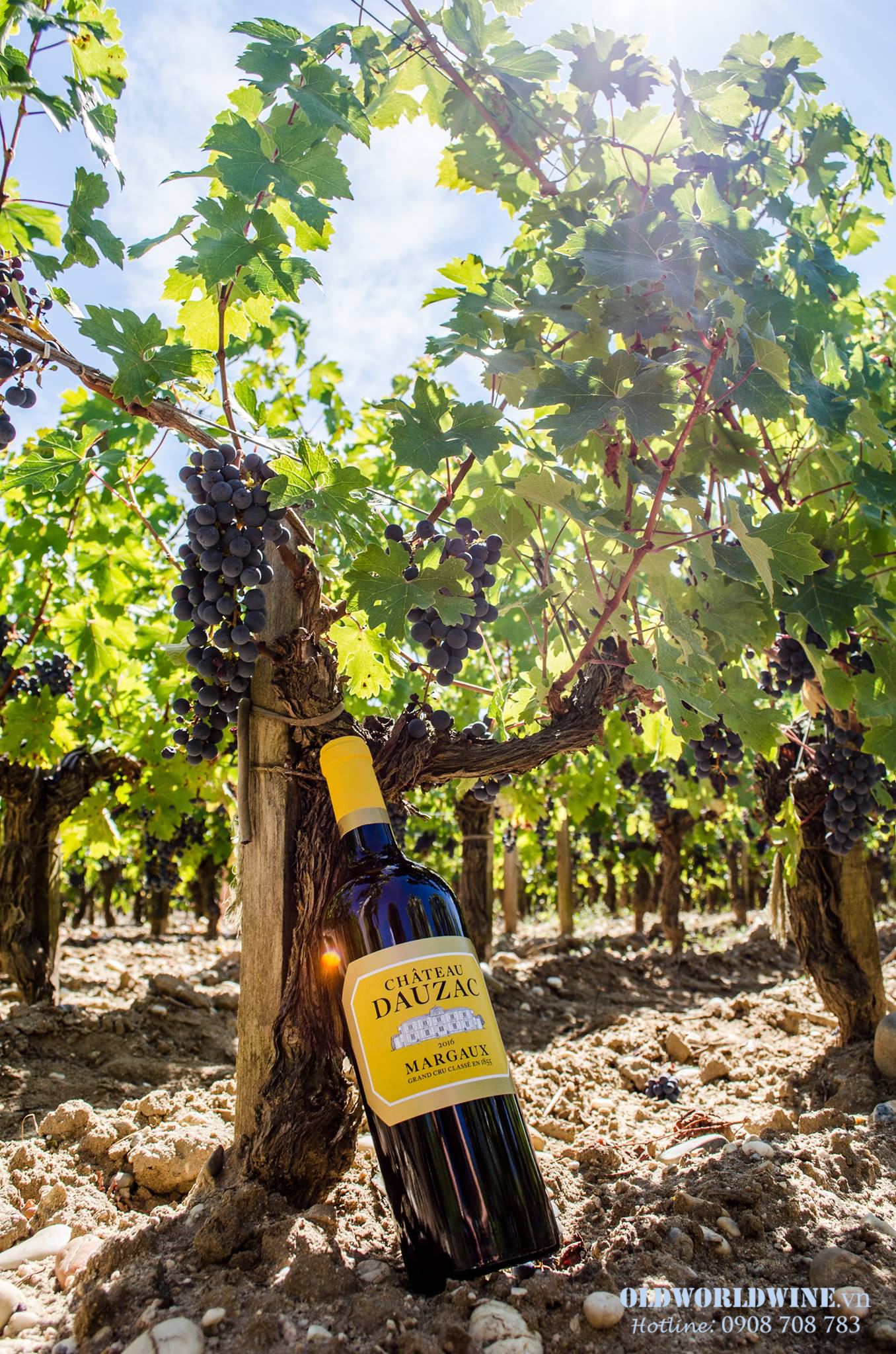 Chateau-Dauzac-Margaux-2017-2_-05-07-2021-19-23-40.png