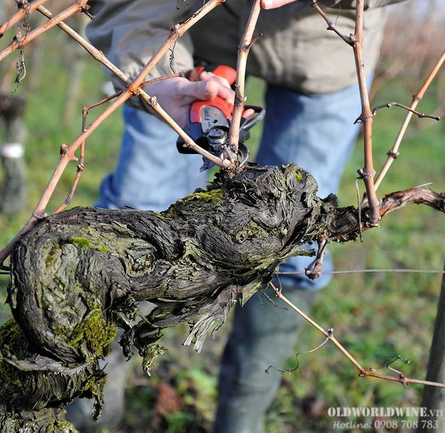 Chateau-Jacobin-2014-6_-13-10-2021-13-23-51.png