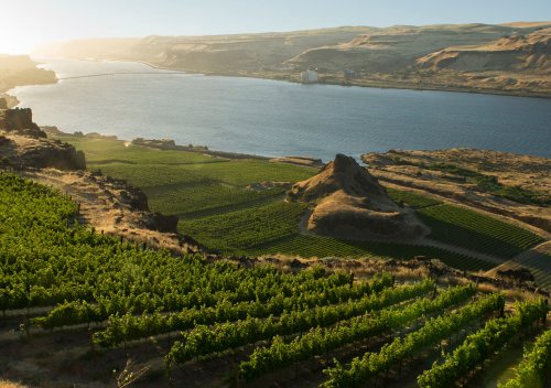 Columbia Valley AVA là gì? Thung lũng Columbia: Vùng rượu vang lớn nhất của Washington