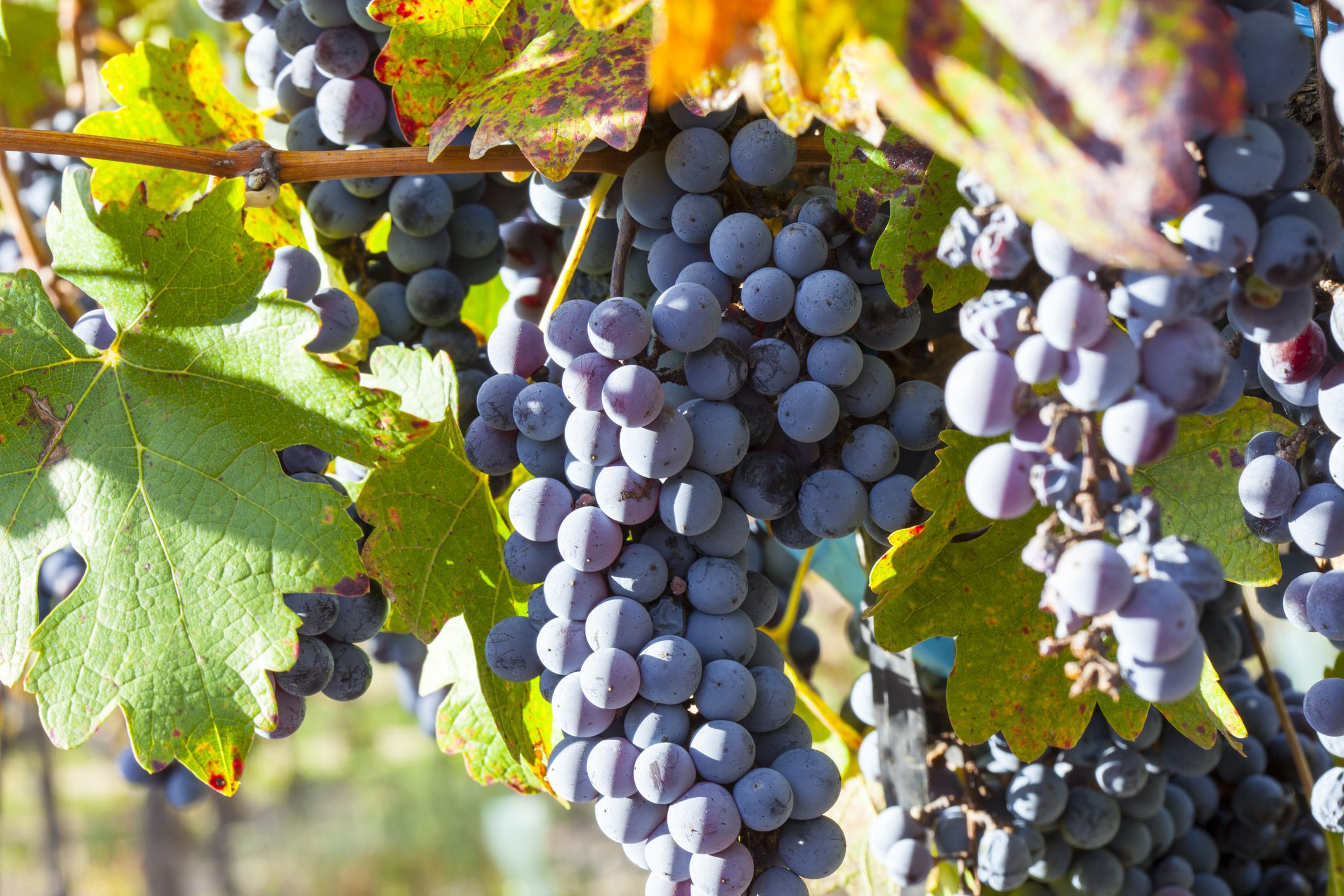 Câu chuyện lãng mạn về giống nho Malbec