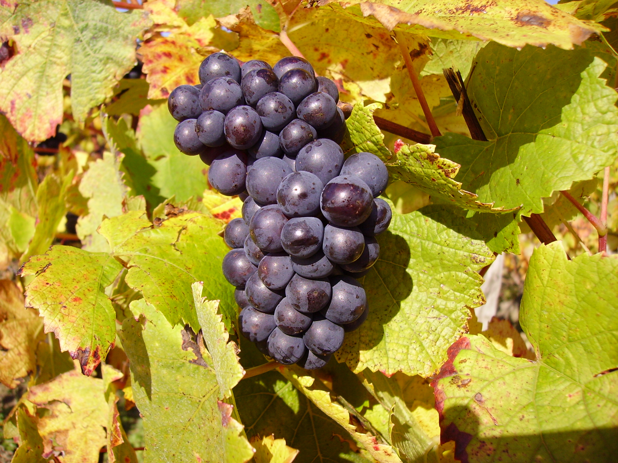 Pinot Noir loại nho được ví như một cô thiếu nữ yểu điệu thanh tân, hay hờn giận thất thường