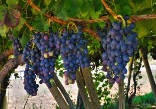 Primitivo rượu vang đỏ mạnh mẽ của Puglia