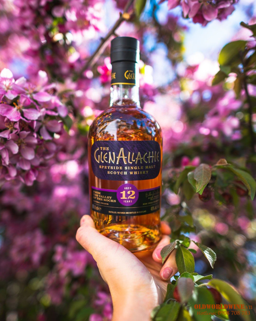 Rượu Glenallachie 12 năm