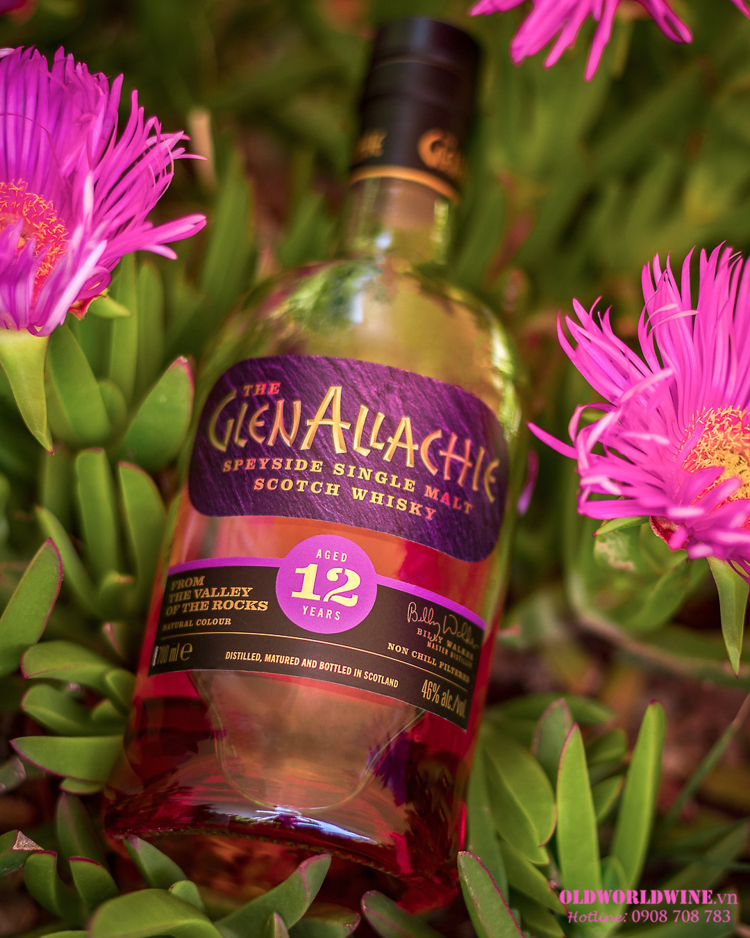 Rượu Glenallachie 12 năm