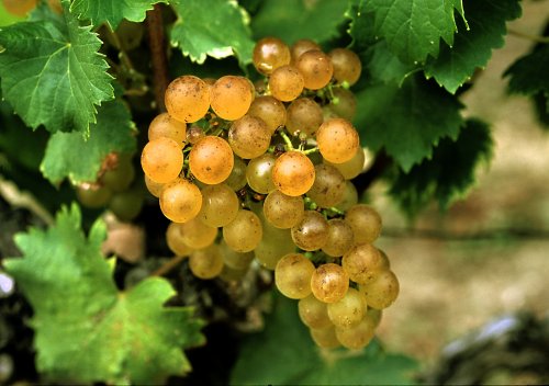 Sémillon là gì? Hướng dẫn về rượu vang Semillon: rượu vang trắng quan trọng thứ 3 của Pháp