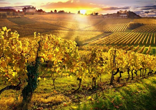 Rượu vang Pháp là gì? Khám phá bản đồ rượu vang Pháp 